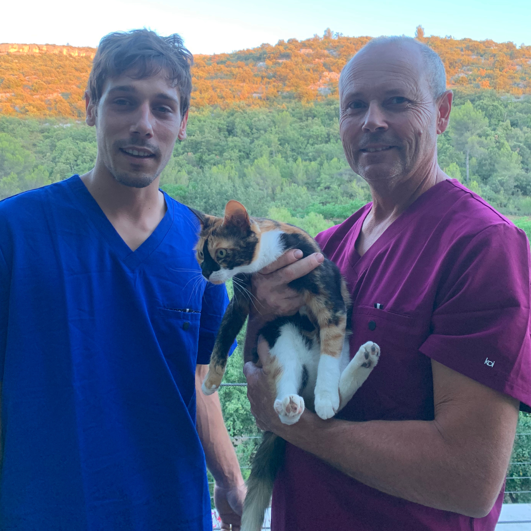 Vétérinaire : zoom sur un métier complet