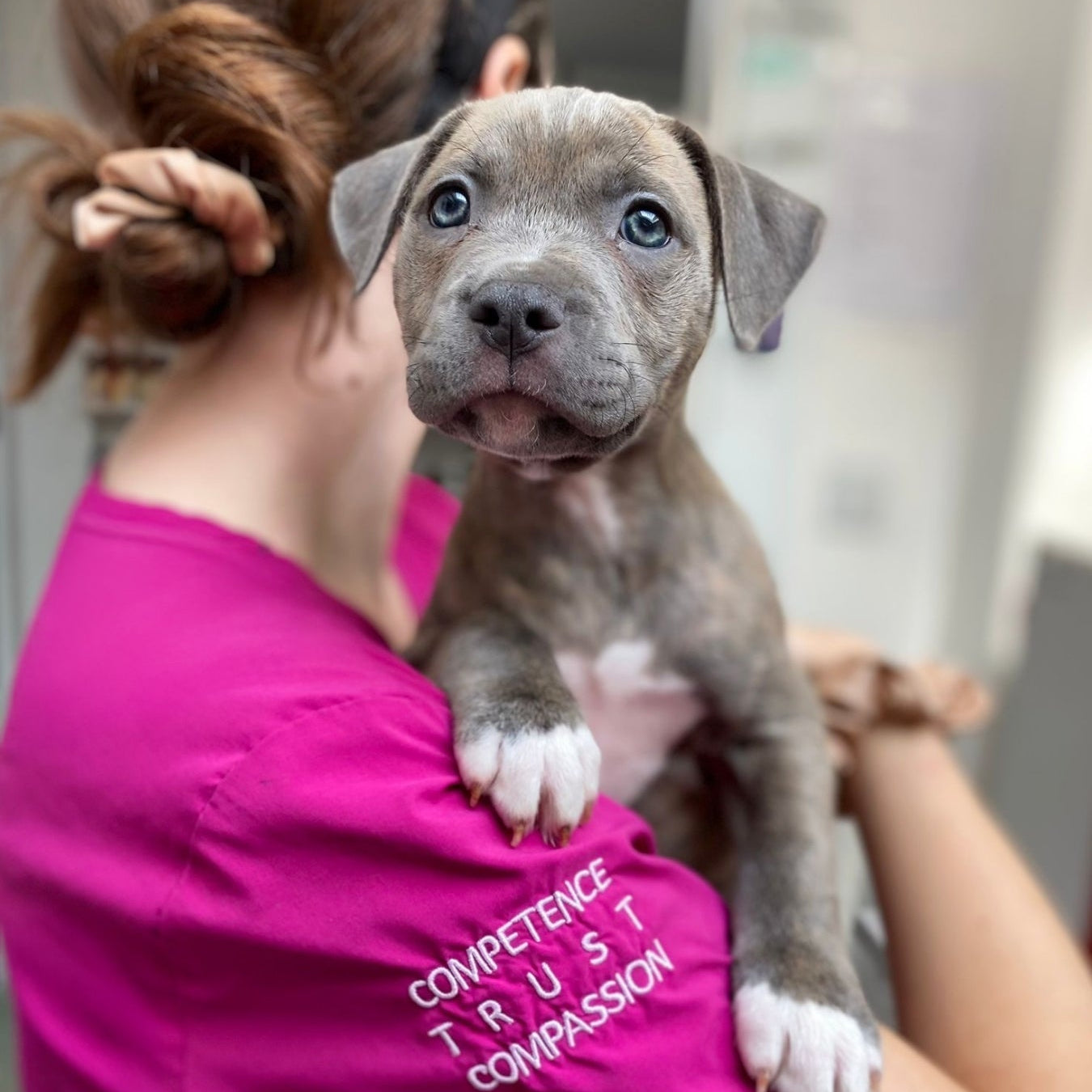 Journée mondiale du chien 2025 : hommage à nos compagnons et leurs soignants