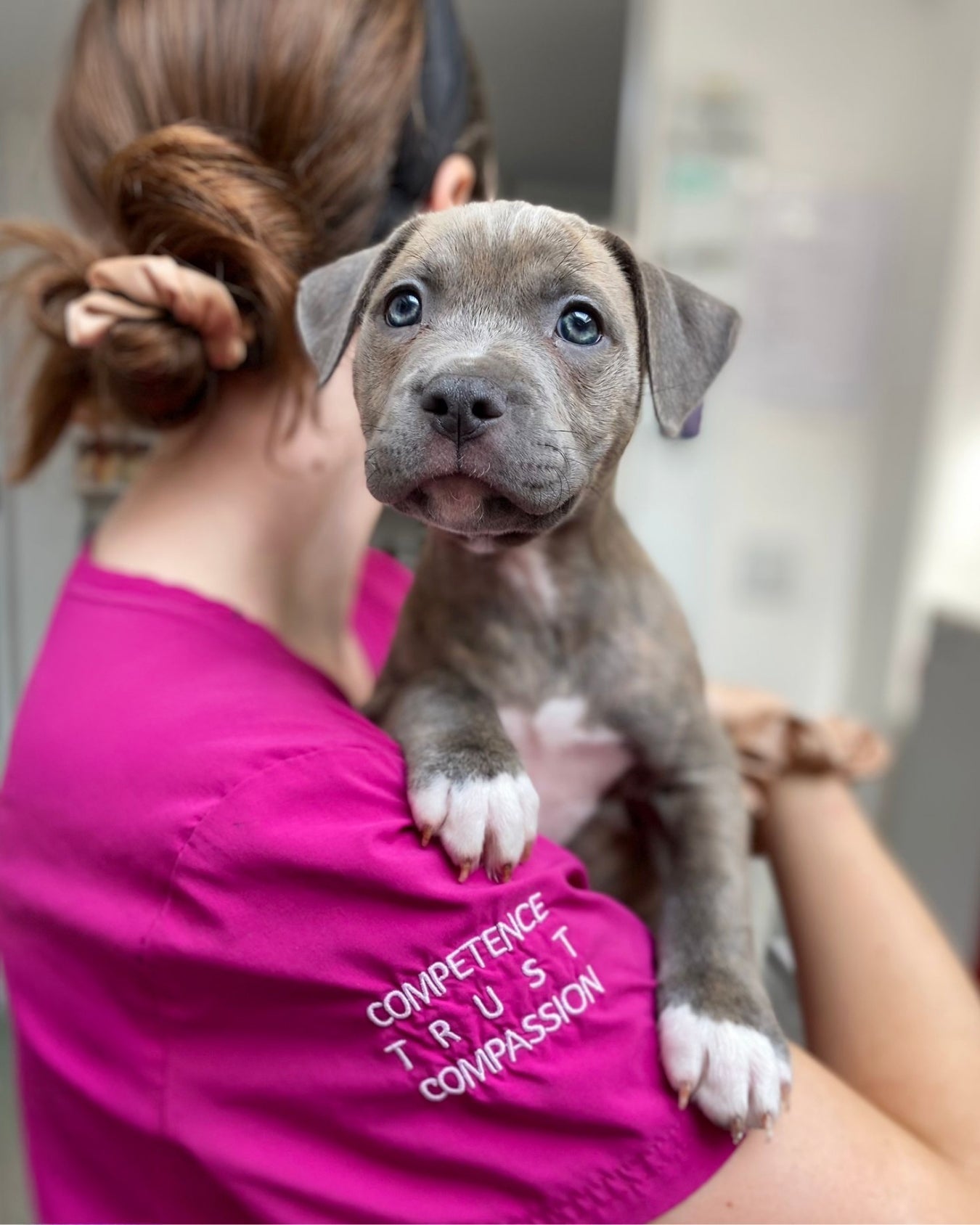 Journée mondiale du chien 2025 : hommage à nos compagnons et leurs soignants